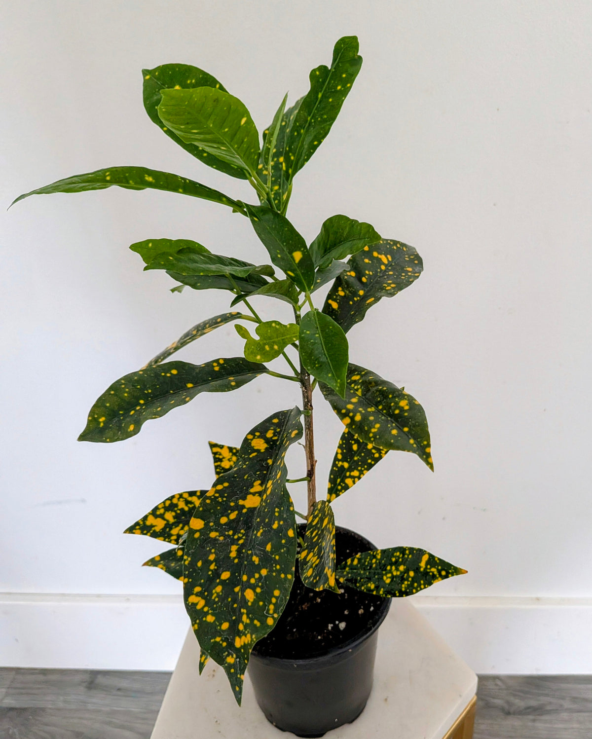 Croton ‘Gold Dust’