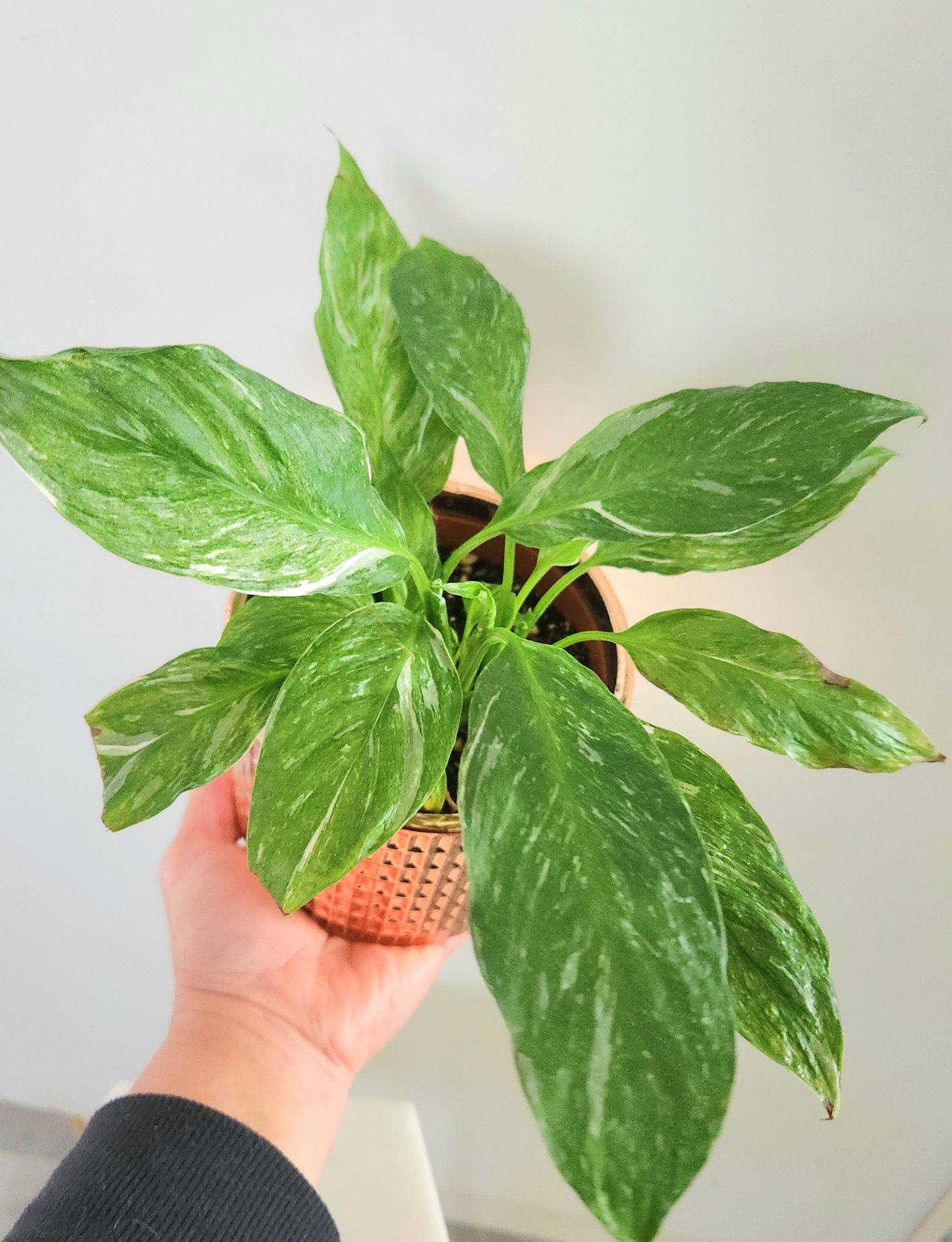 Variegated Peace Lily ( Spath Sensation)