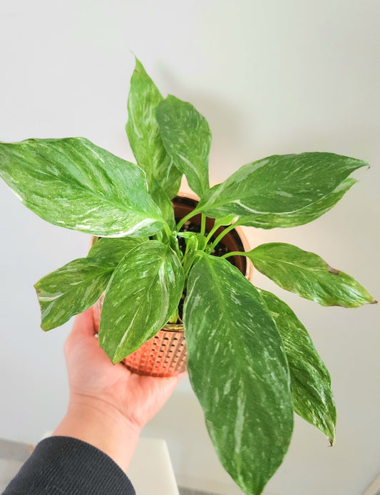 Variegated Peace Lily ( Spath Sensation)