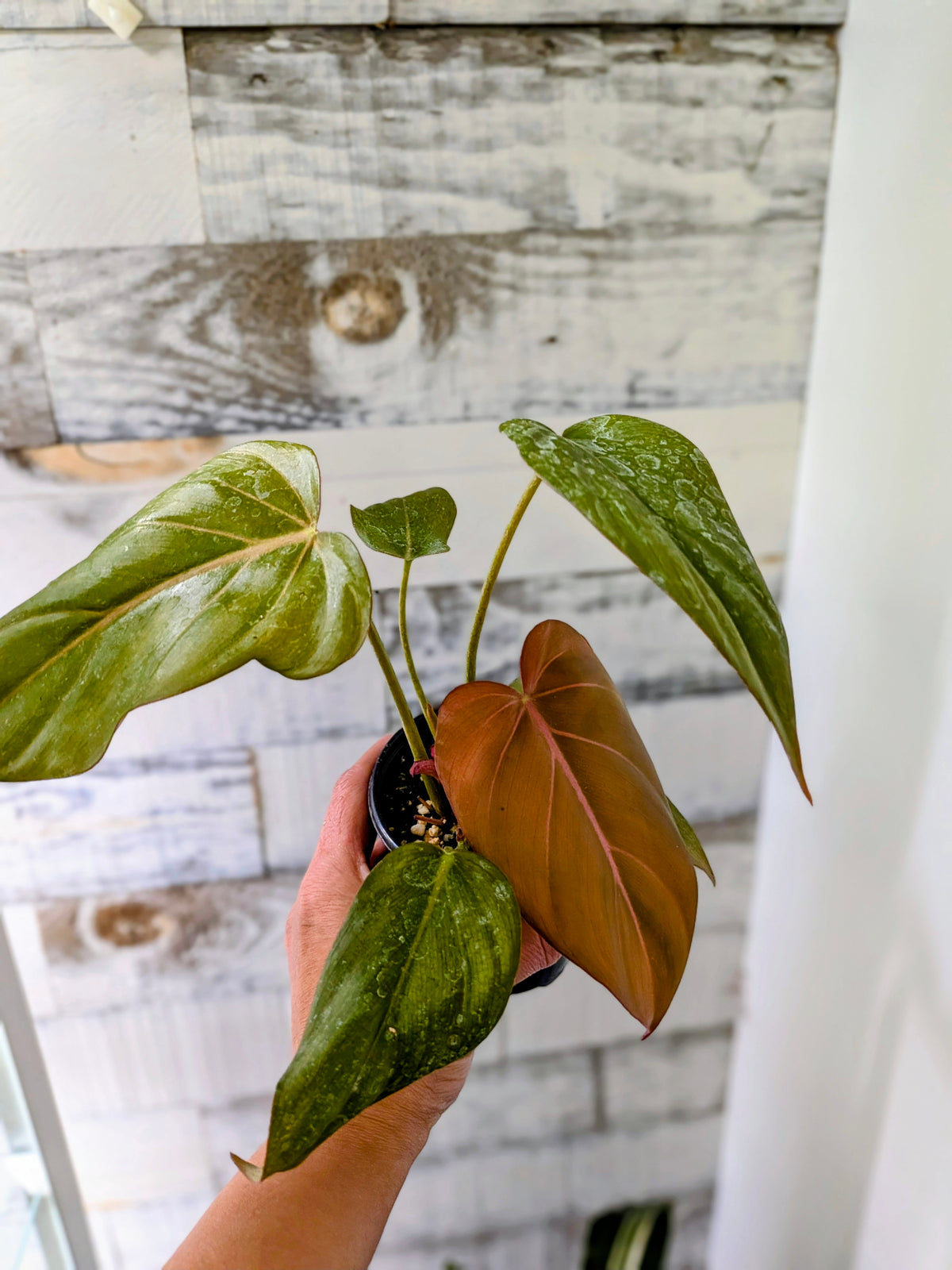 Philodendron Morning Glory