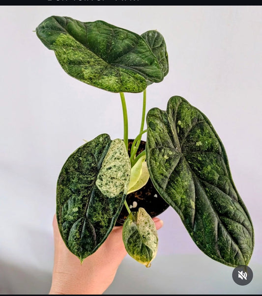 Alocasia Dragon Scale Mint