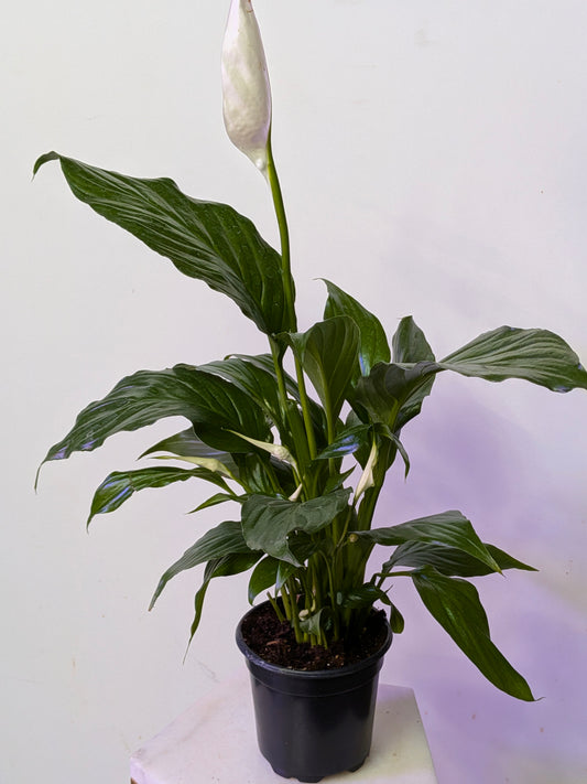 Peace Lilly ( Spathiphyllum)