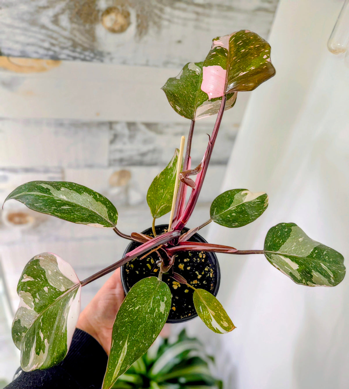 Philodendron Red Anderson