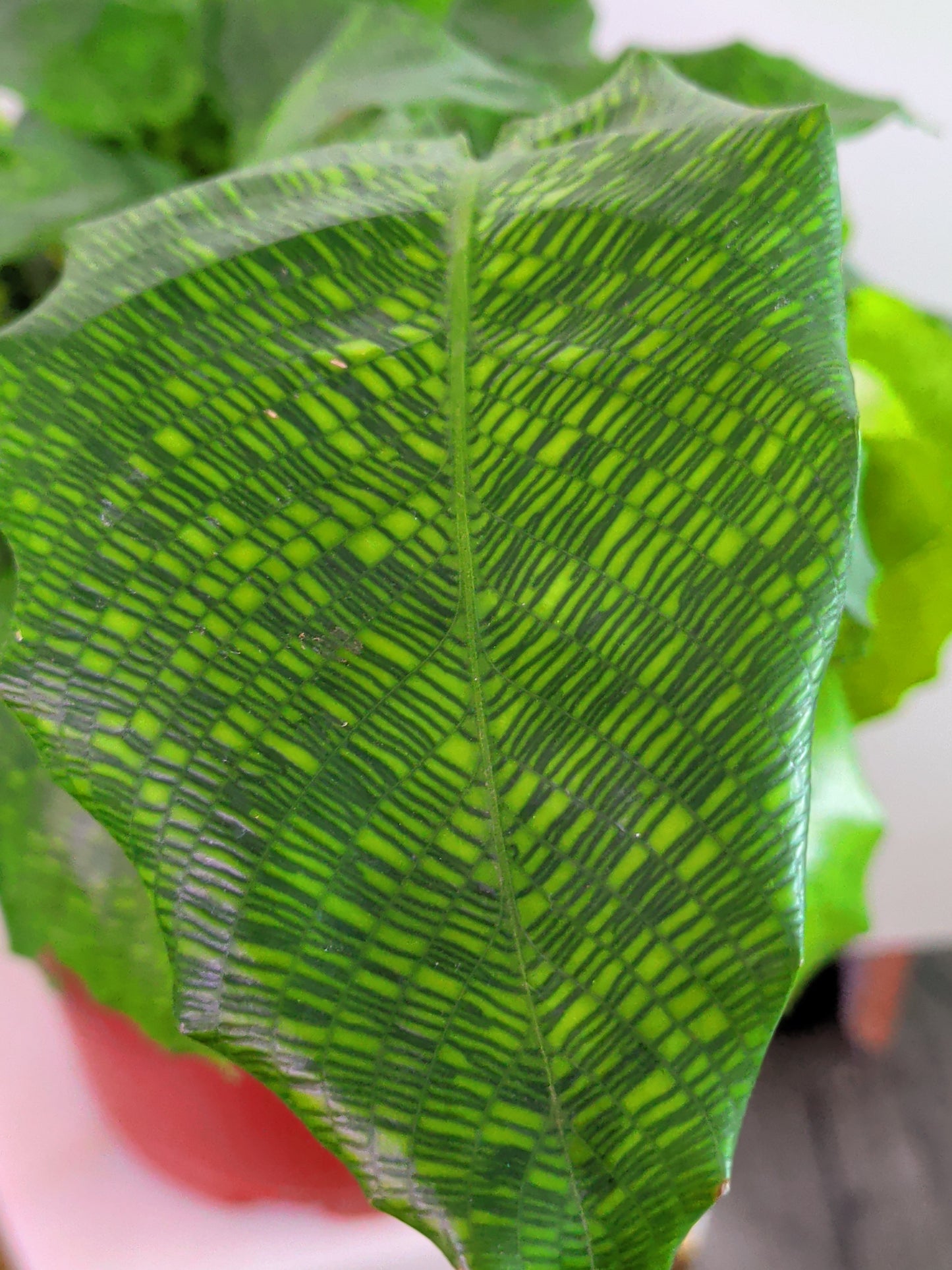Calathea Muzaica