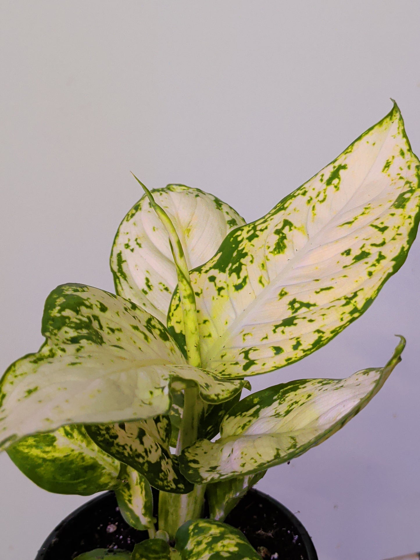 Dieffenbachia Amy