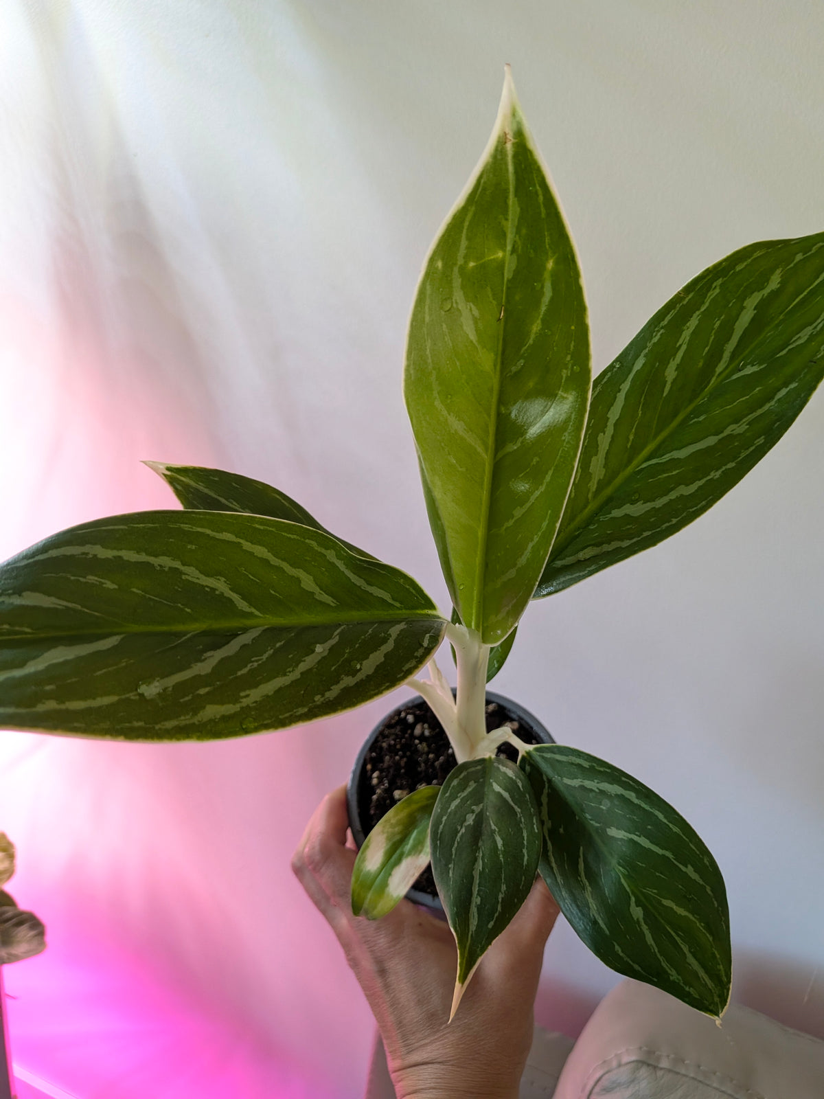 Aglaonema ‘White Stem’ | Chinese Evergreen