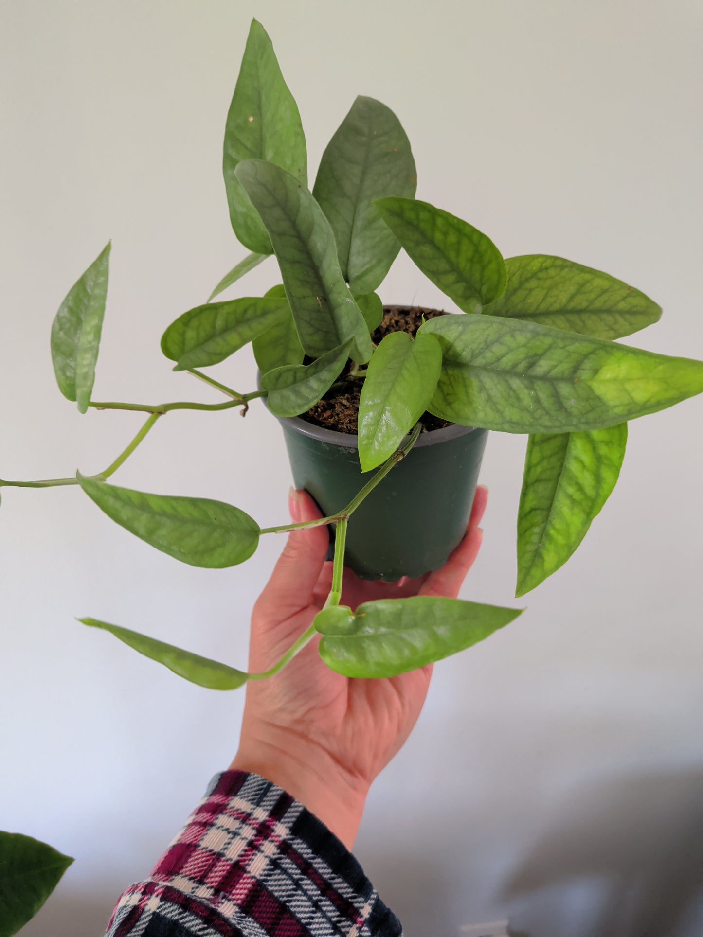 Cebu Blue Pothos