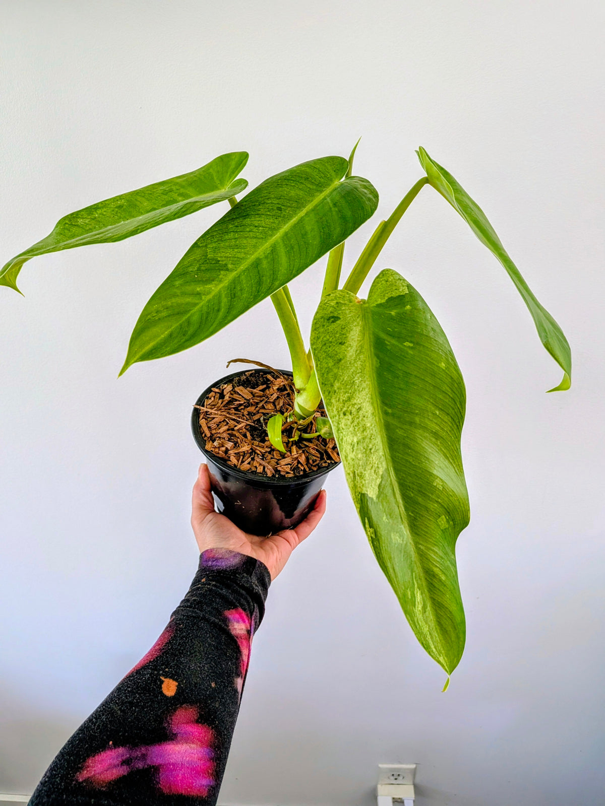 Philodendron Jose Bueno Variegated