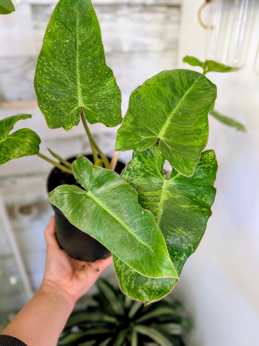 Philodendron ‘Paraiso Verde’