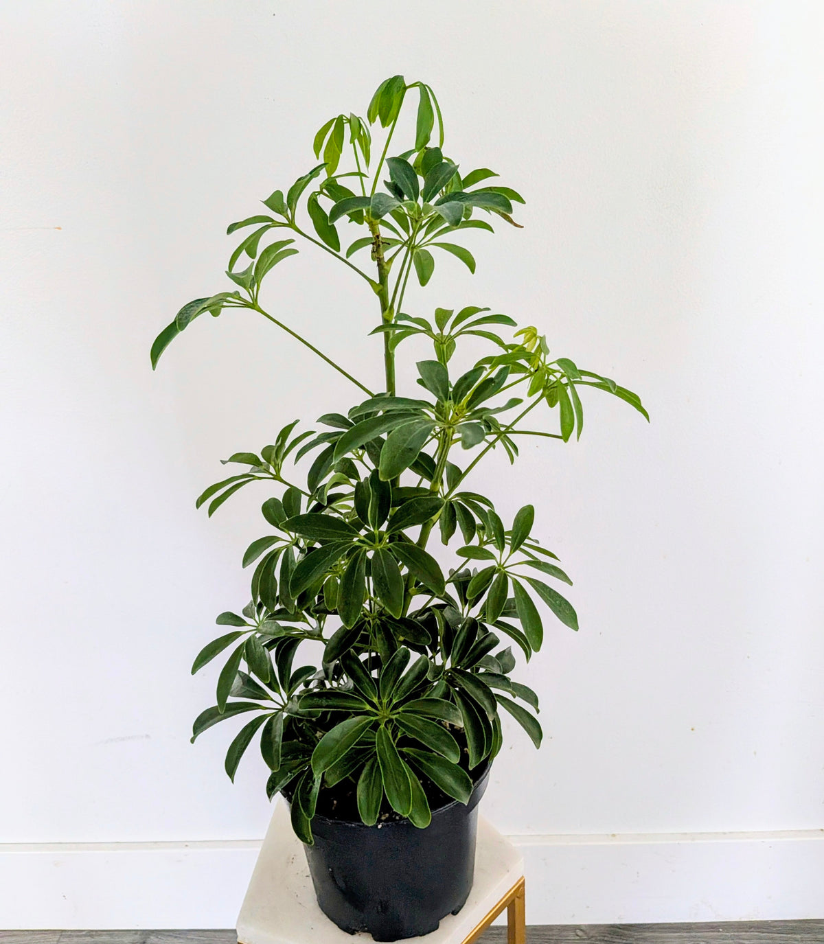 Dwarf Umbrella Tree