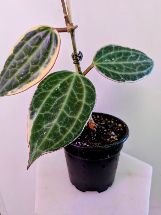 Hoya Macrophylia Variegata