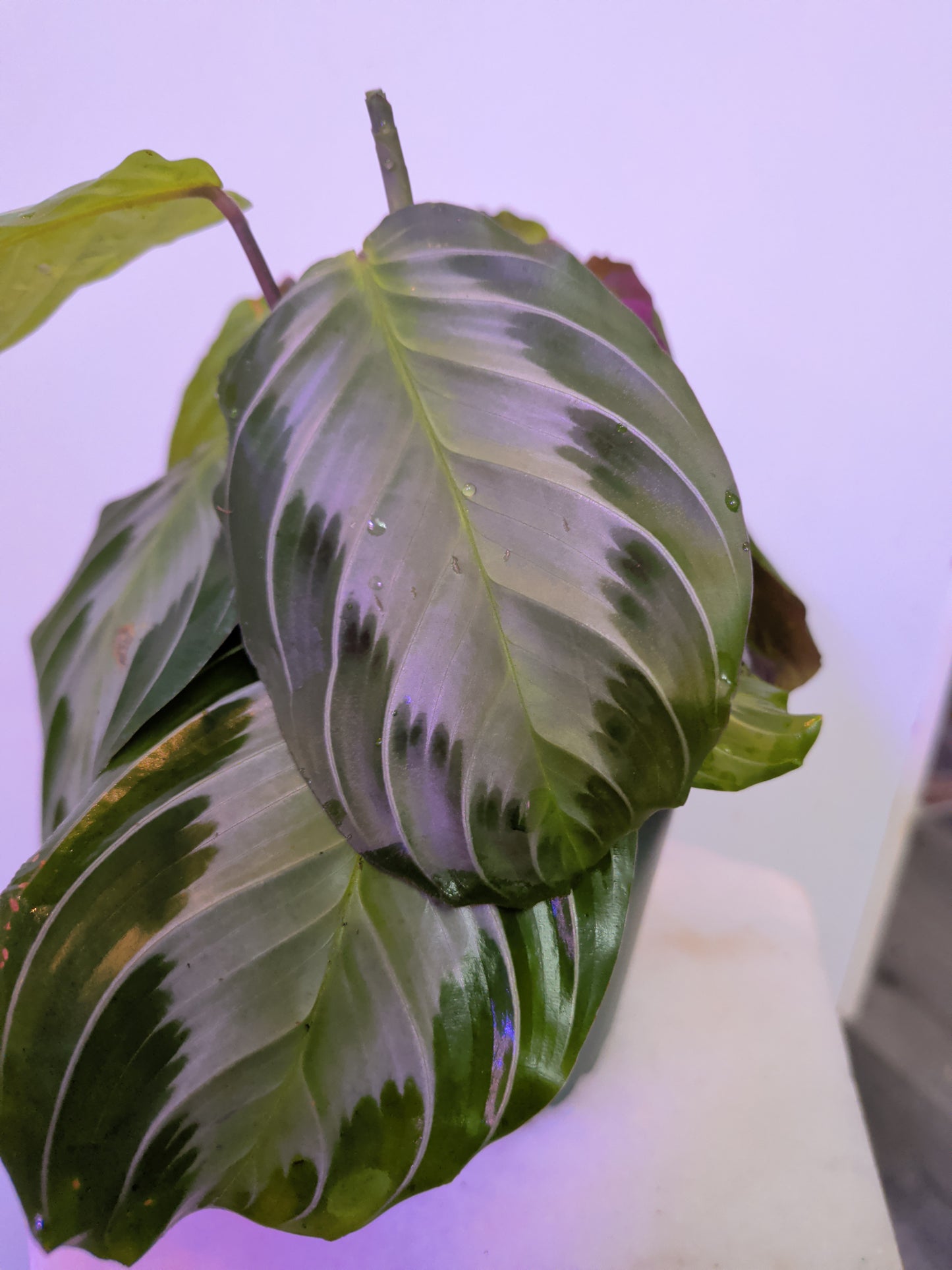 Maranta Leuconeura (Silver Band)