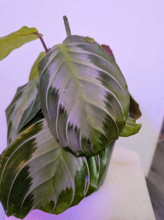 Maranta Leuconeura (Silver Band)