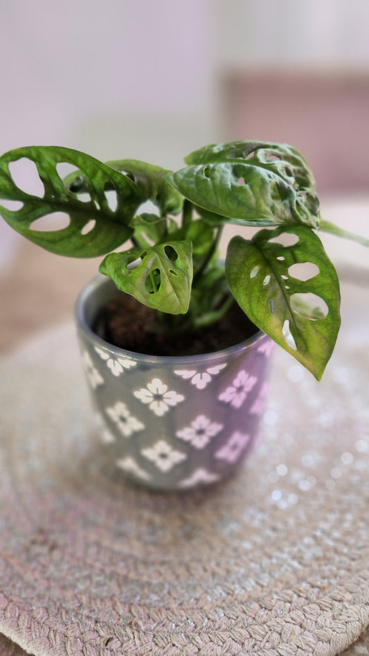 Monstera Adansonii