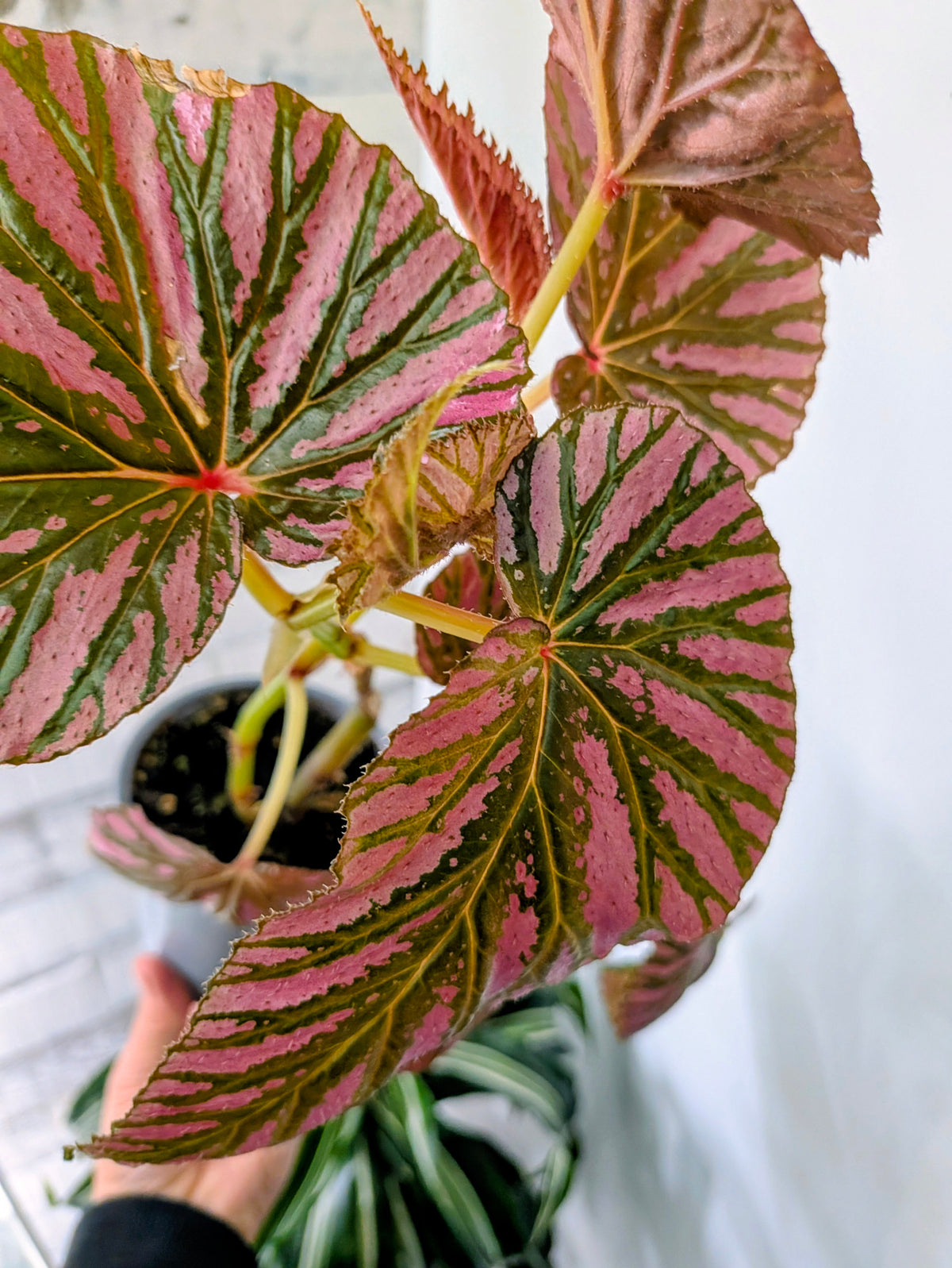 Begonia Brevirimosa 🌿🩷