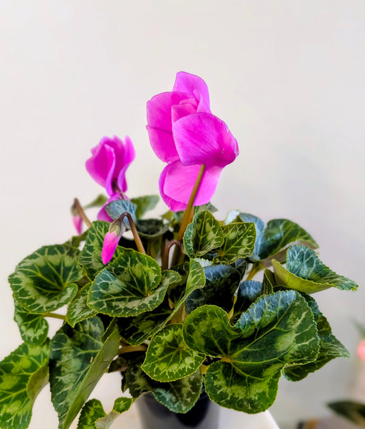 Cyclamen ( White or Vibrant pink)
