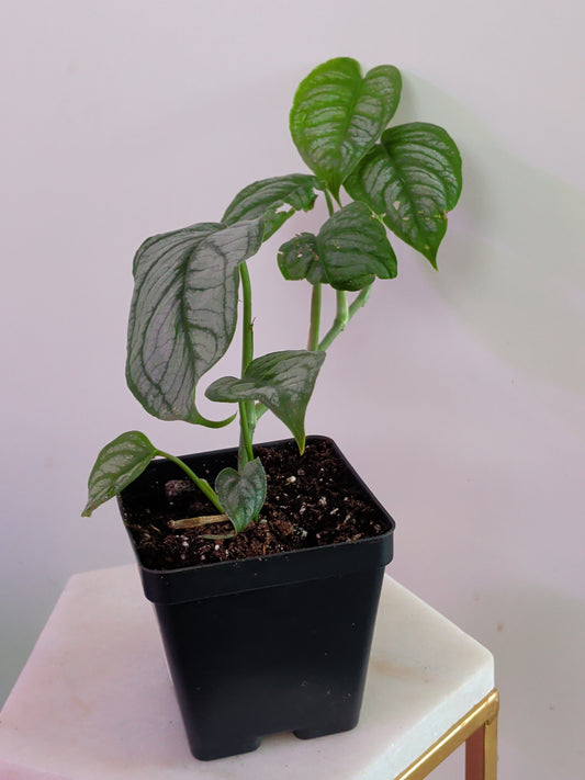 Monstera Siltepecana