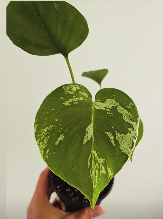 Monstera Bulbasaur