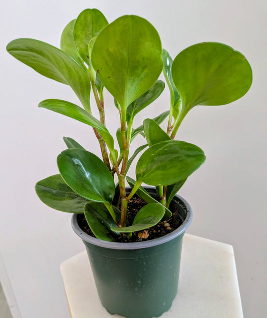 Peperomia Obtusifolia( Pepperface)