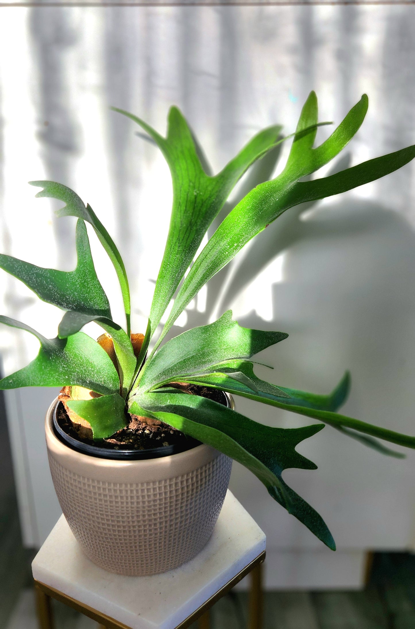 Staghorn Fern (Platycerium spp.)